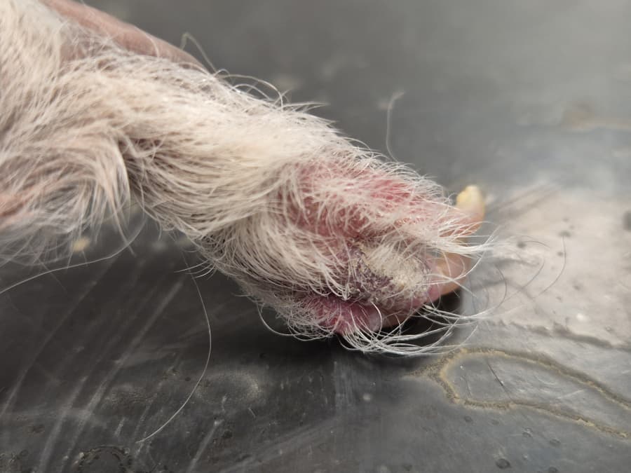 2025-11-12-morčata plísně-20250912_142522.jpg